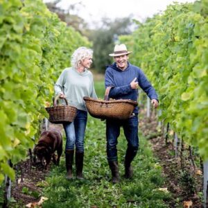 Vinsmagning & rundvisning på Stokkebye vingård