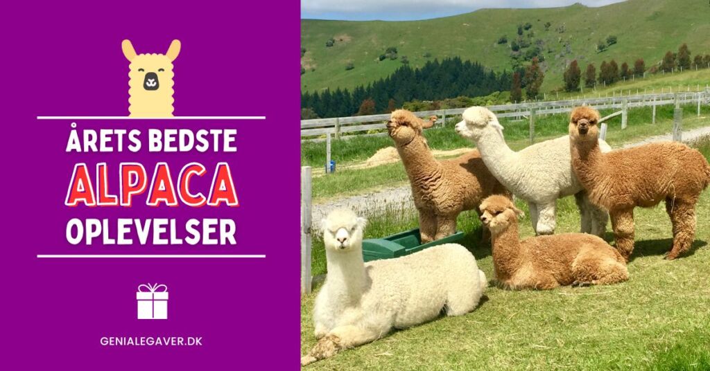 Gå tur med alpaca - Den ultimative oplevelsesgave