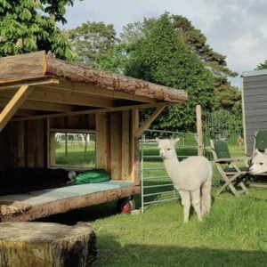 Overnatning i Alpacacamp