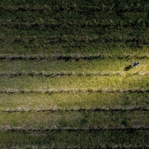 Oplev en dansk vingård hos Nordlund