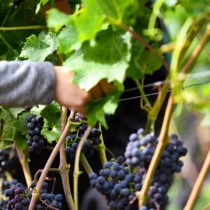 Rundvisning & vinsmagning på Dyreh⌀j Vingaard
